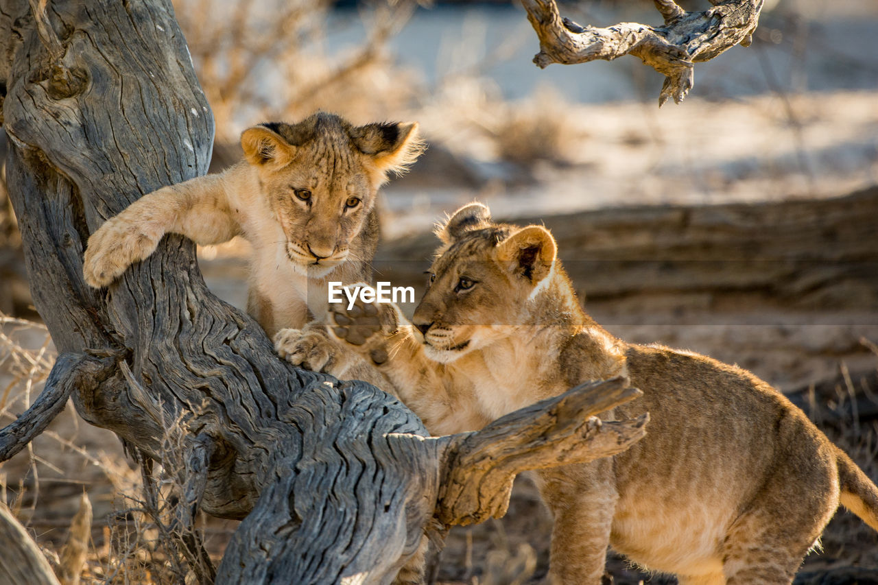 Lion cubs outdoors