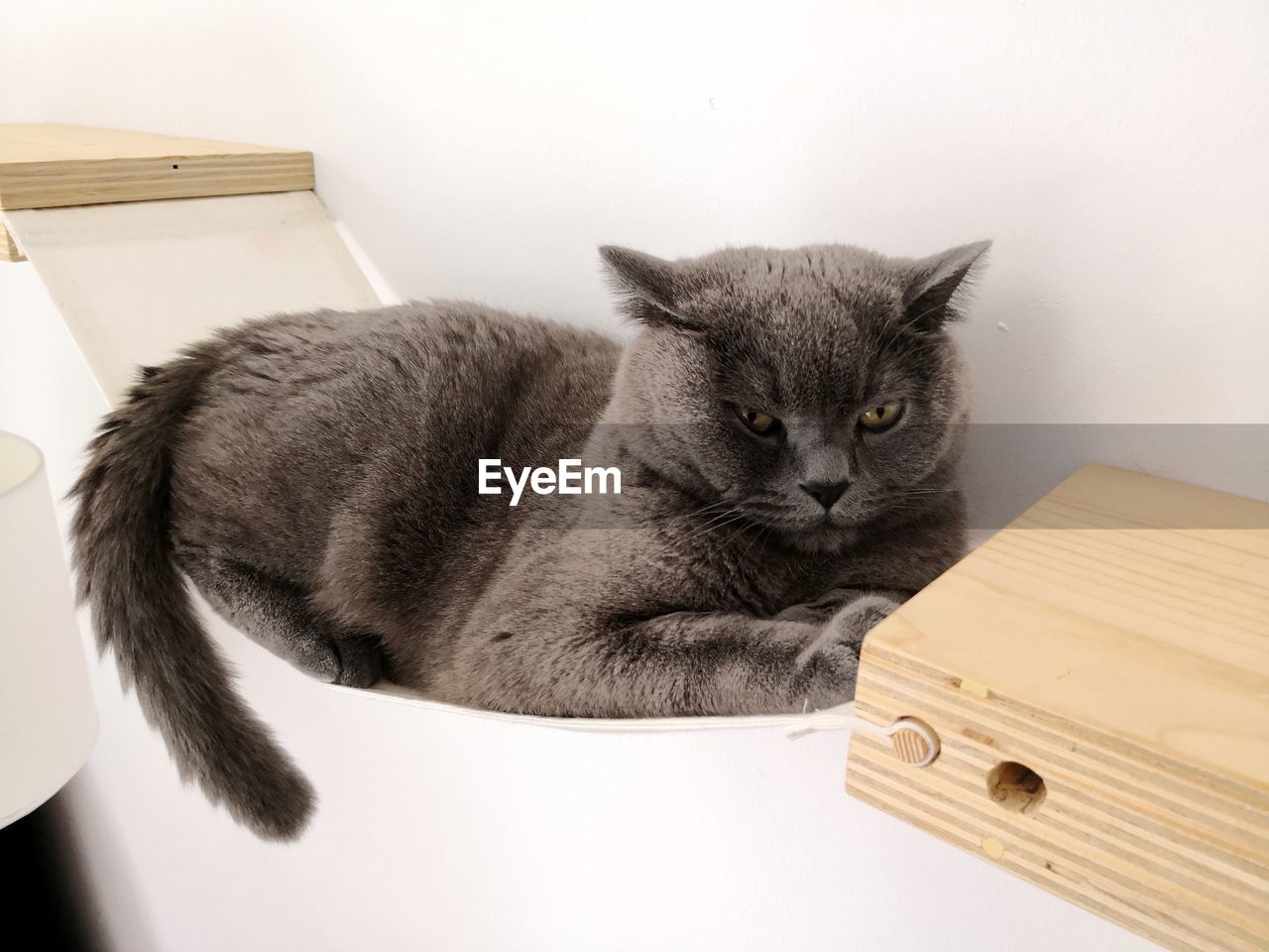 British shorthair cat on cat hammock on climbing furniture