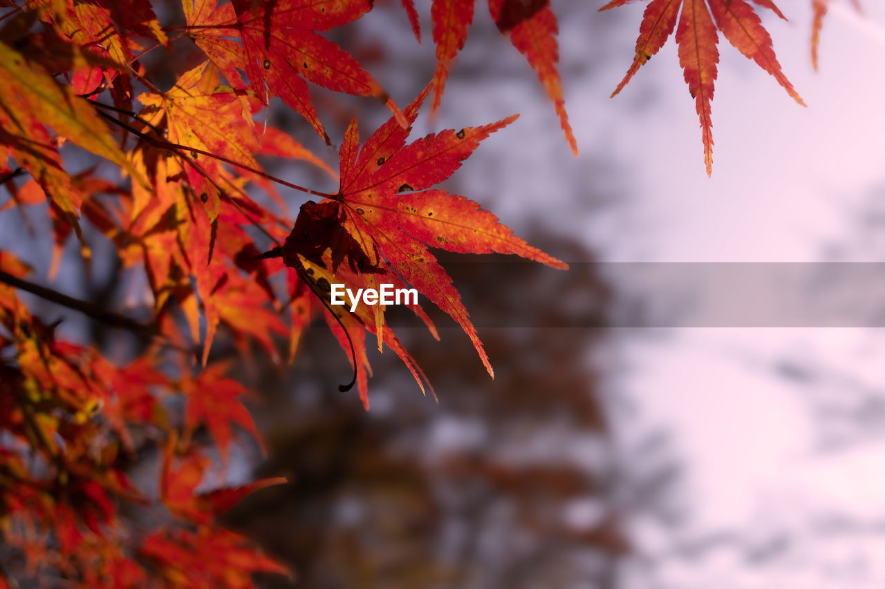 Close-up of autumn maple leaves on tree