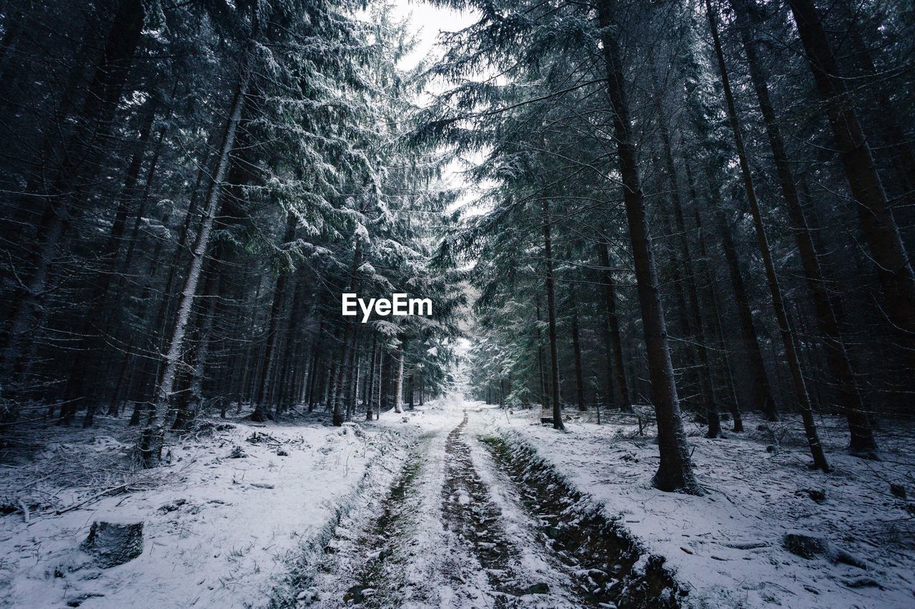 Snow covered trees in forest