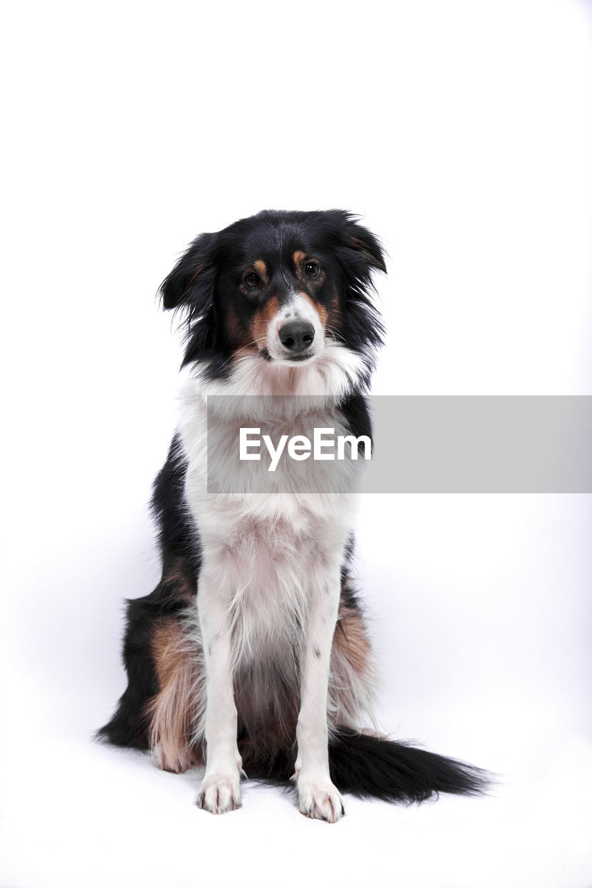 portrait of dog sitting against white background