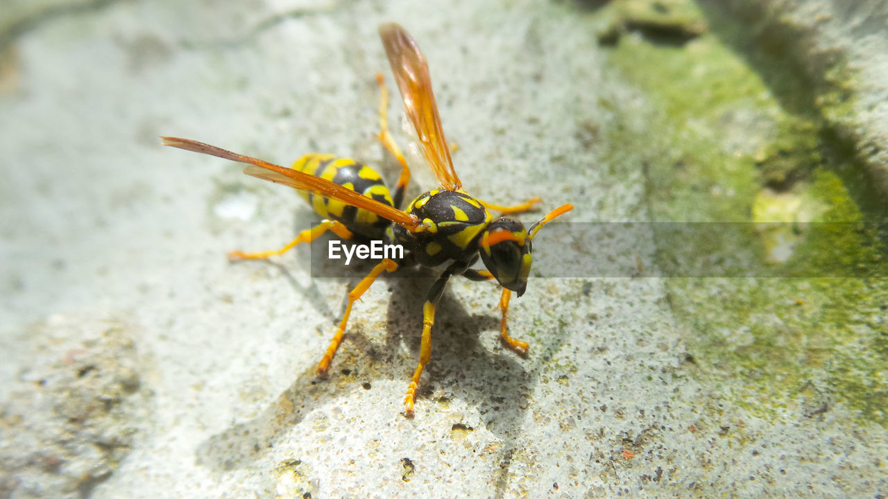 CLOSE-UP OF GRASSHOPPER