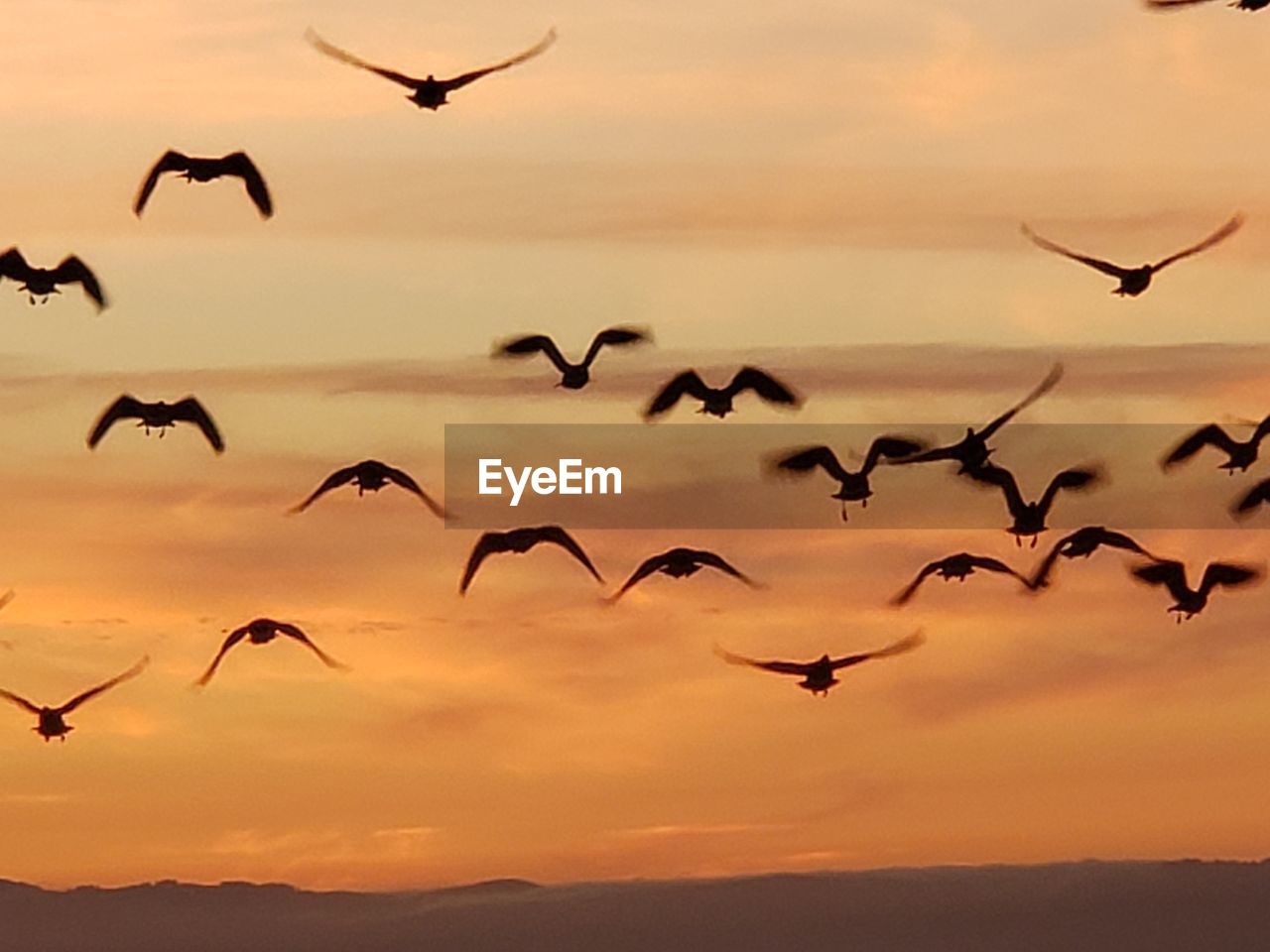 Low angle view of seagulls flying in sky