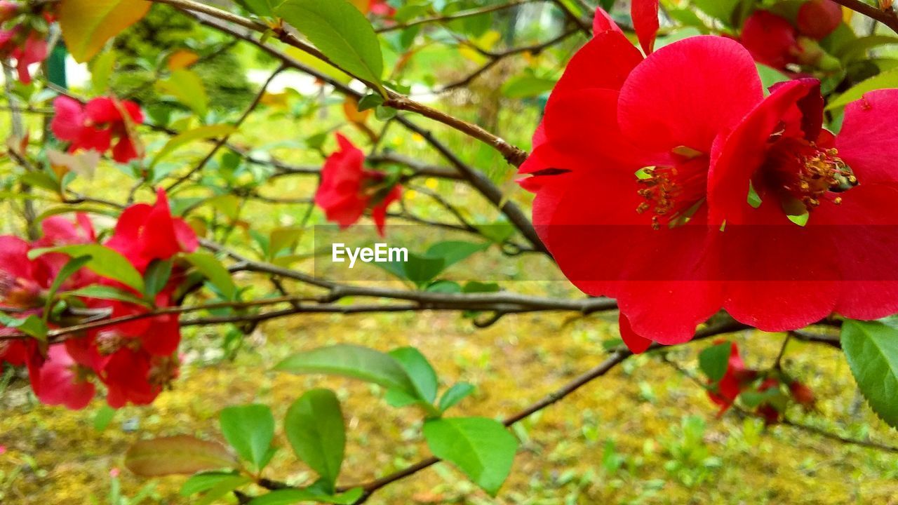 CLOSE-UP OF RED FLOWER AND TREE