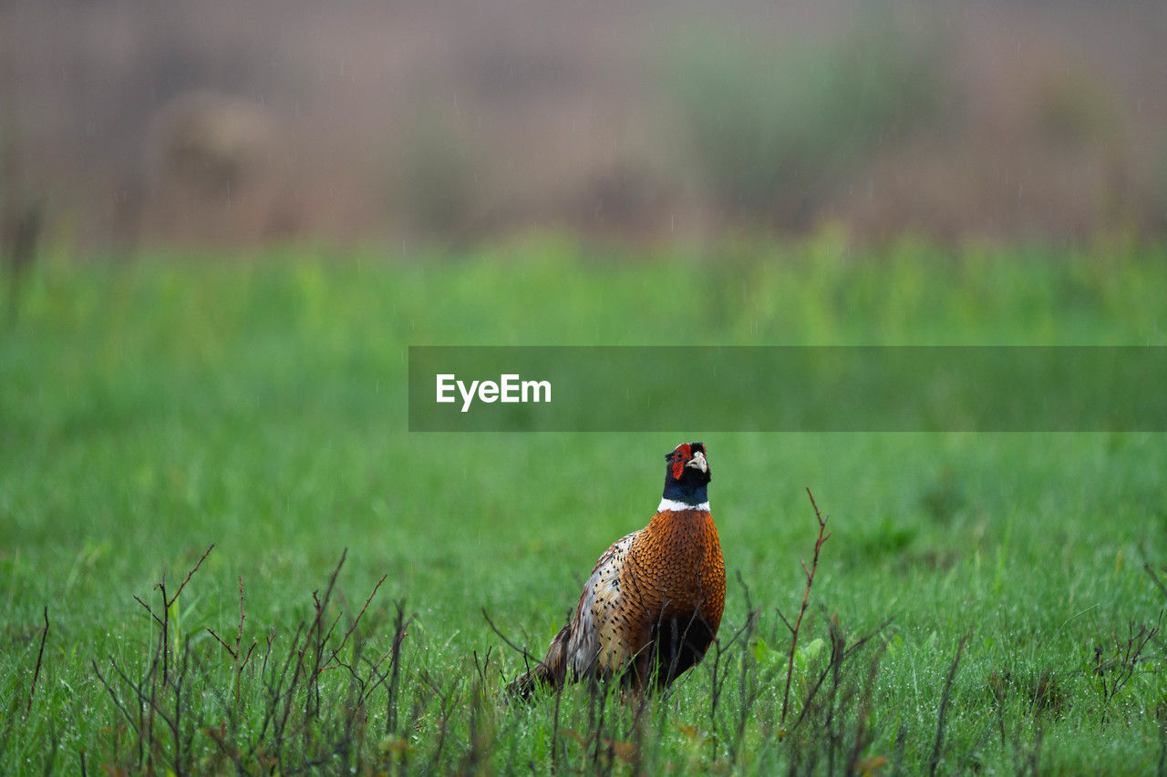 prairie, animal themes, animal, bird, grass, animal wildlife, wildlife, grassland, one animal, plant, nature, green, no people, meadow, field, pheasant, land, pasture, day, outdoors, environment, lawn, selective focus, beauty in nature, landscape
