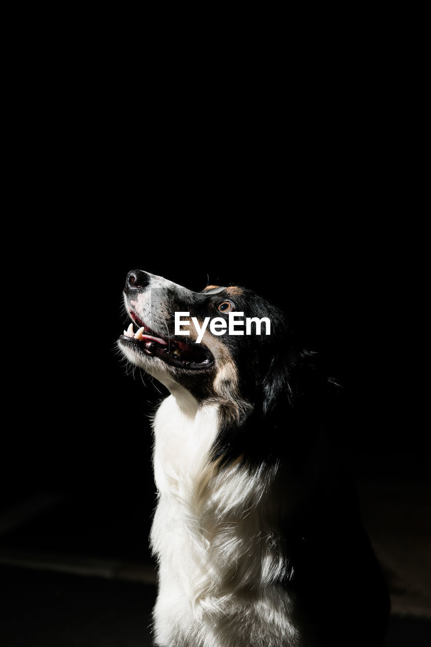 HIGH ANGLE VIEW OF DOG LOOKING AWAY