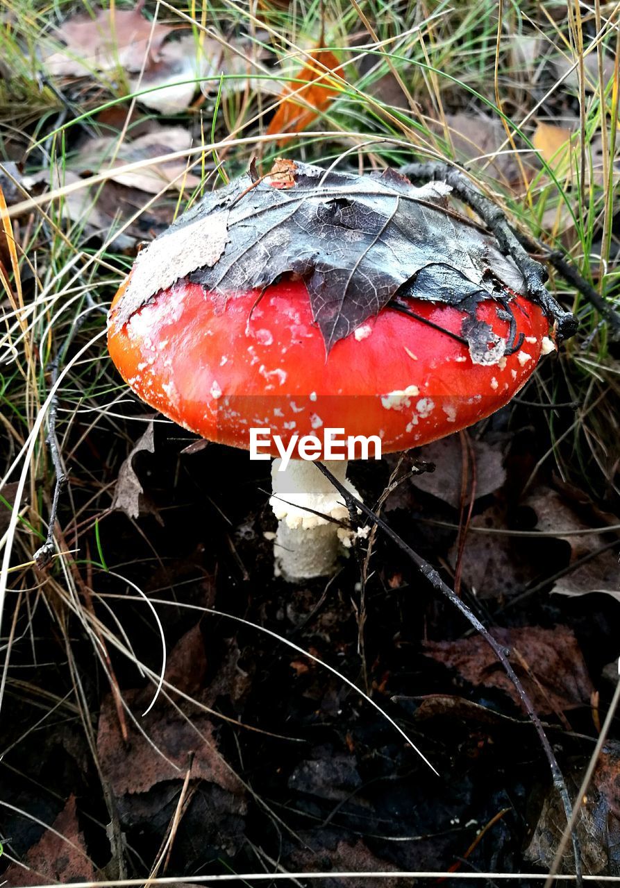 CLOSE-UP OF FLY AGARIC MUSHROOM ON GROUND