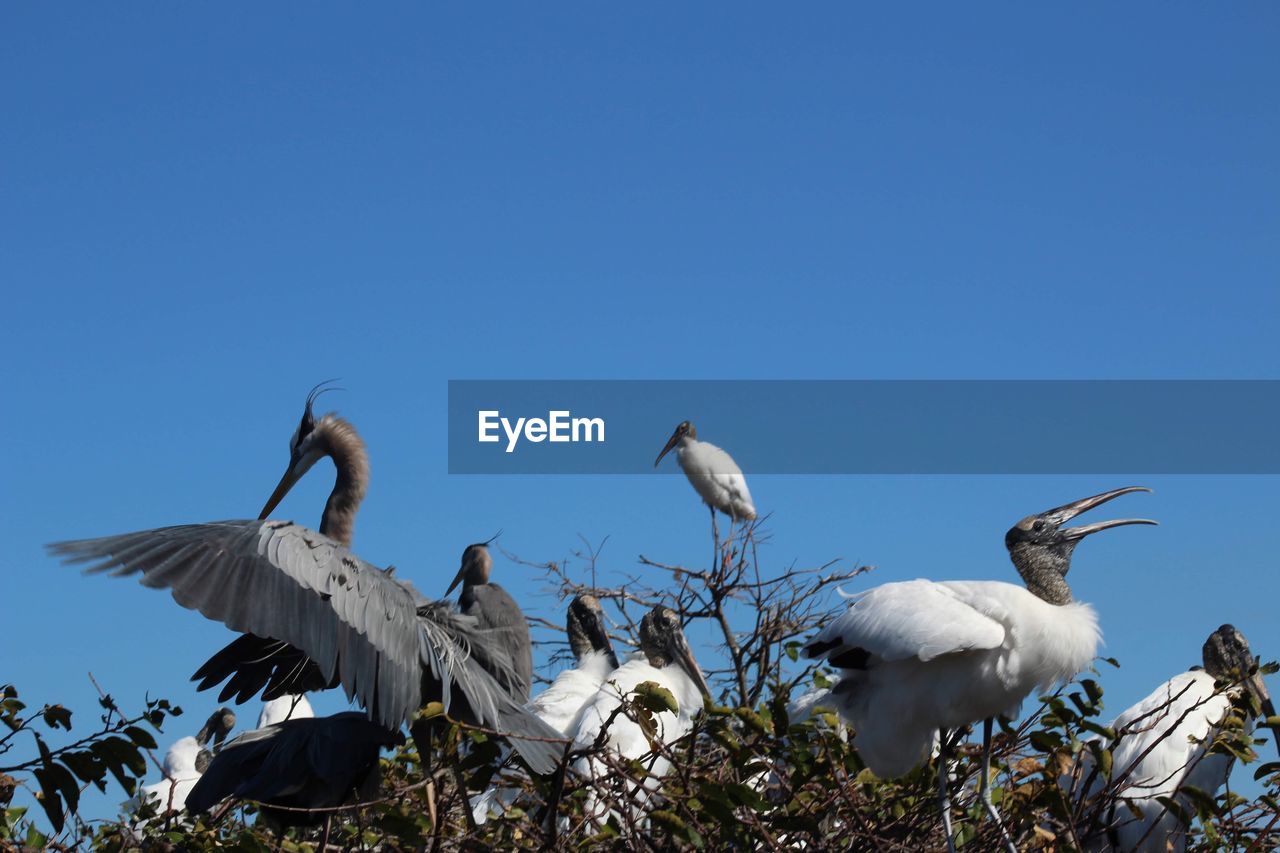 LOW ANGLE VIEW OF BIRDS AGAINST CLEAR BLUE SKY