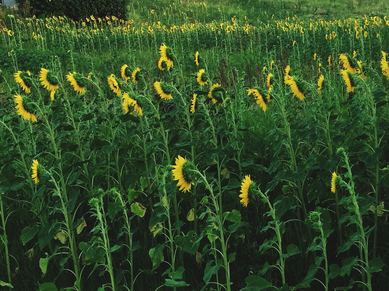 Sunflowers growing in field