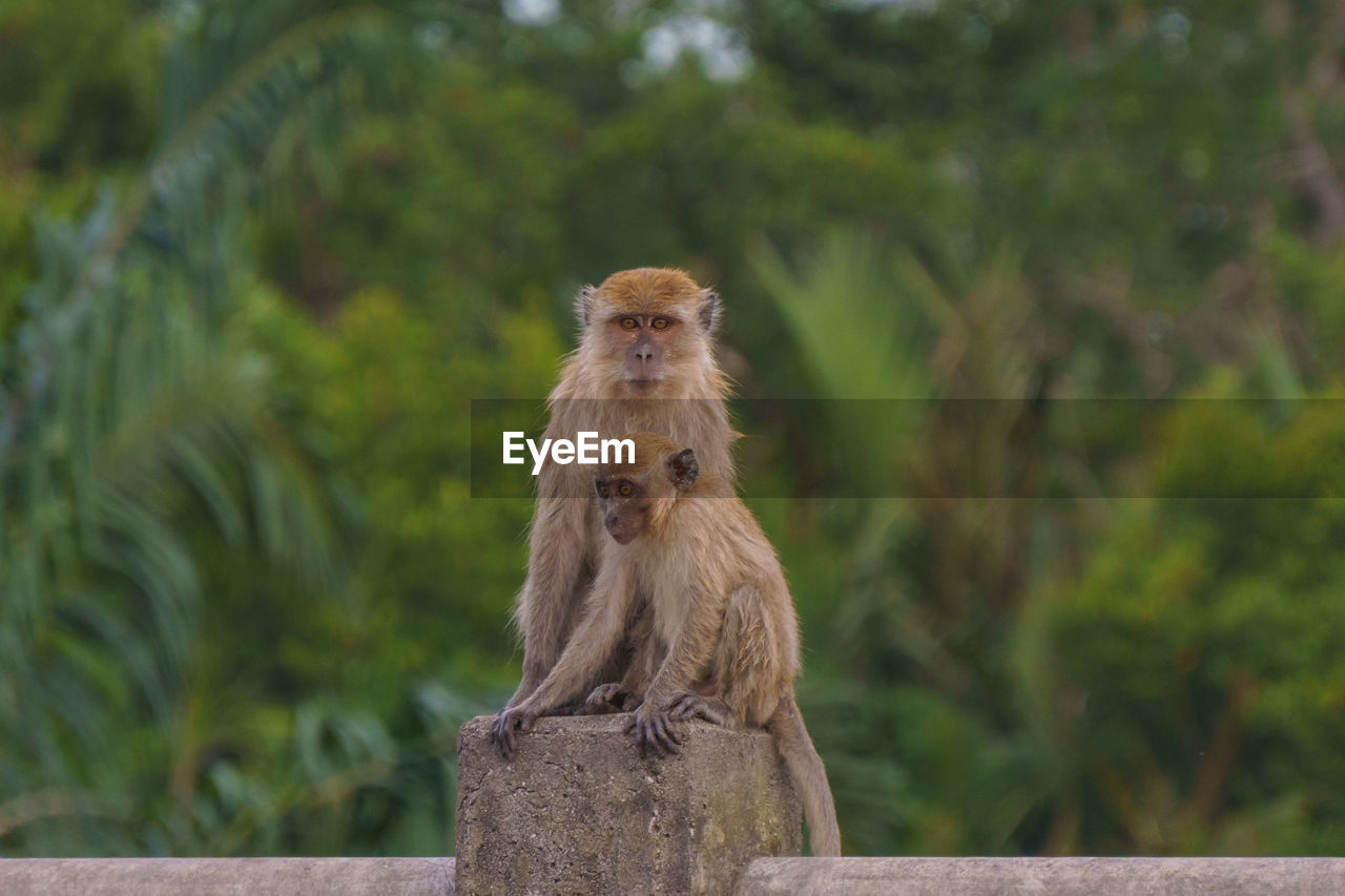 MONKEY SITTING ON TREE AGAINST PLANTS