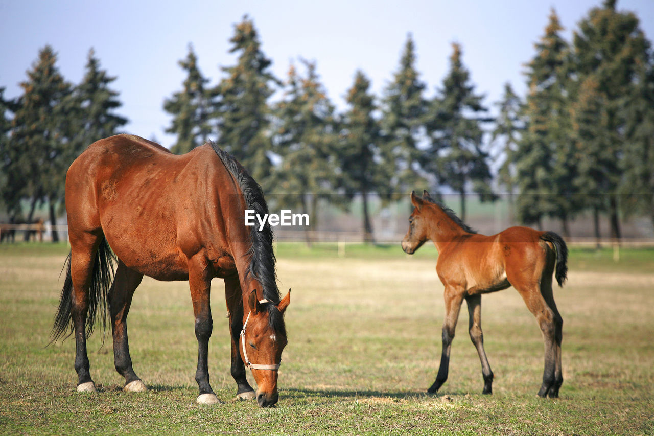 HORSES IN THE FIELD