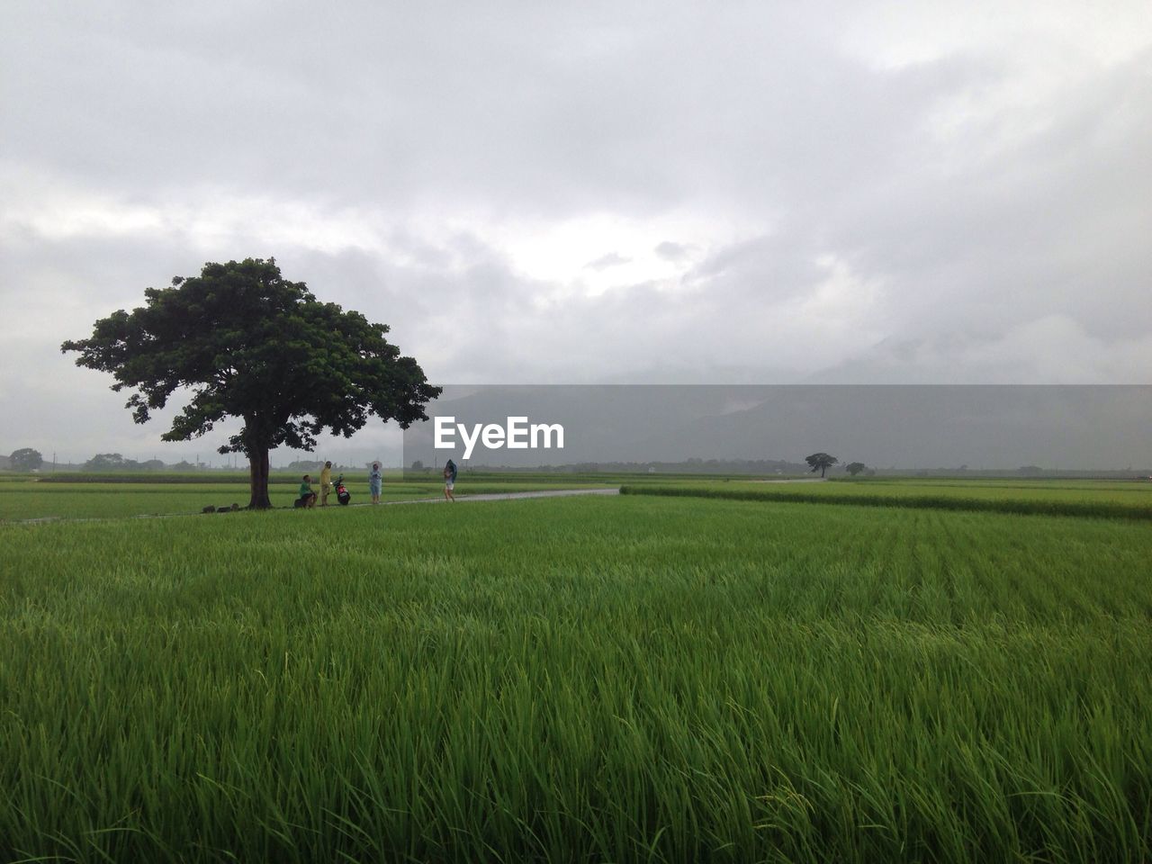 View of tree on countryside landscape