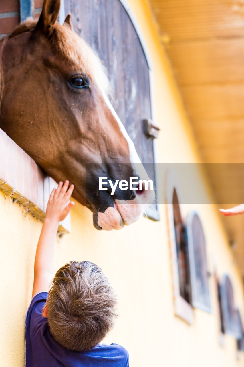 Rear view of boy touching horse in stable