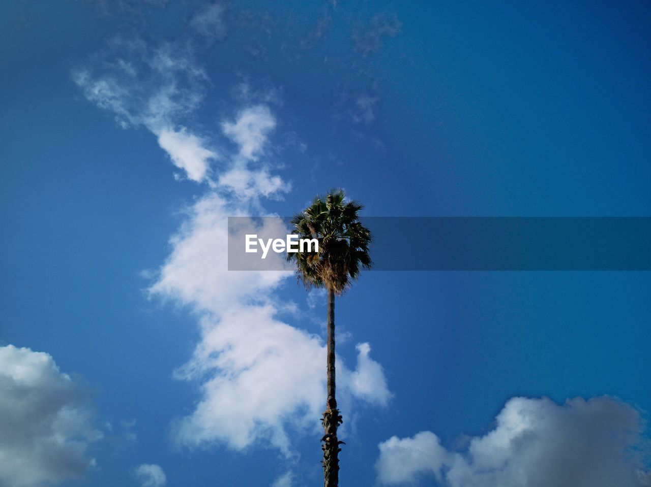 LOW ANGLE VIEW OF PALM TREE AGAINST BLUE SKY