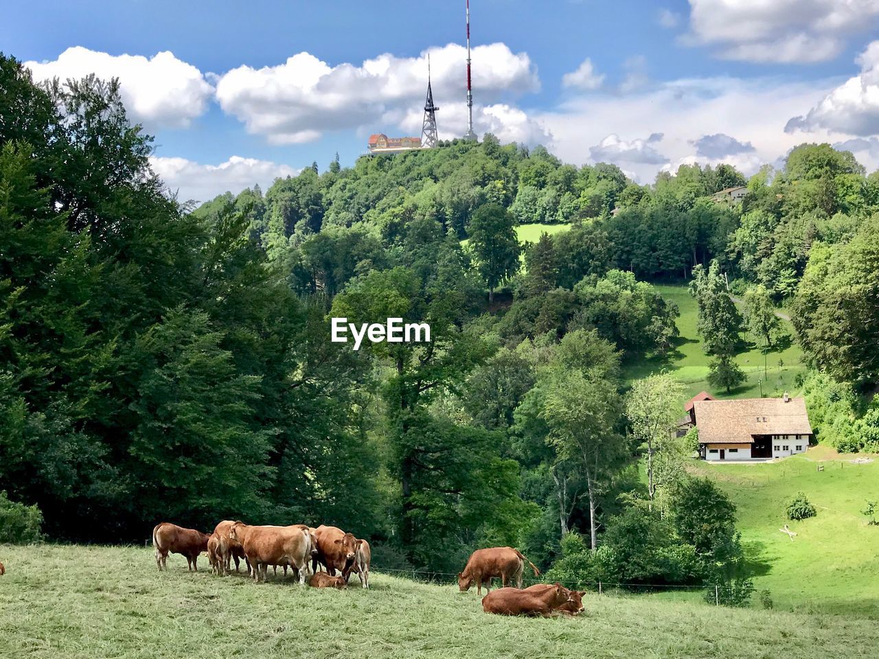 Swiss cows life