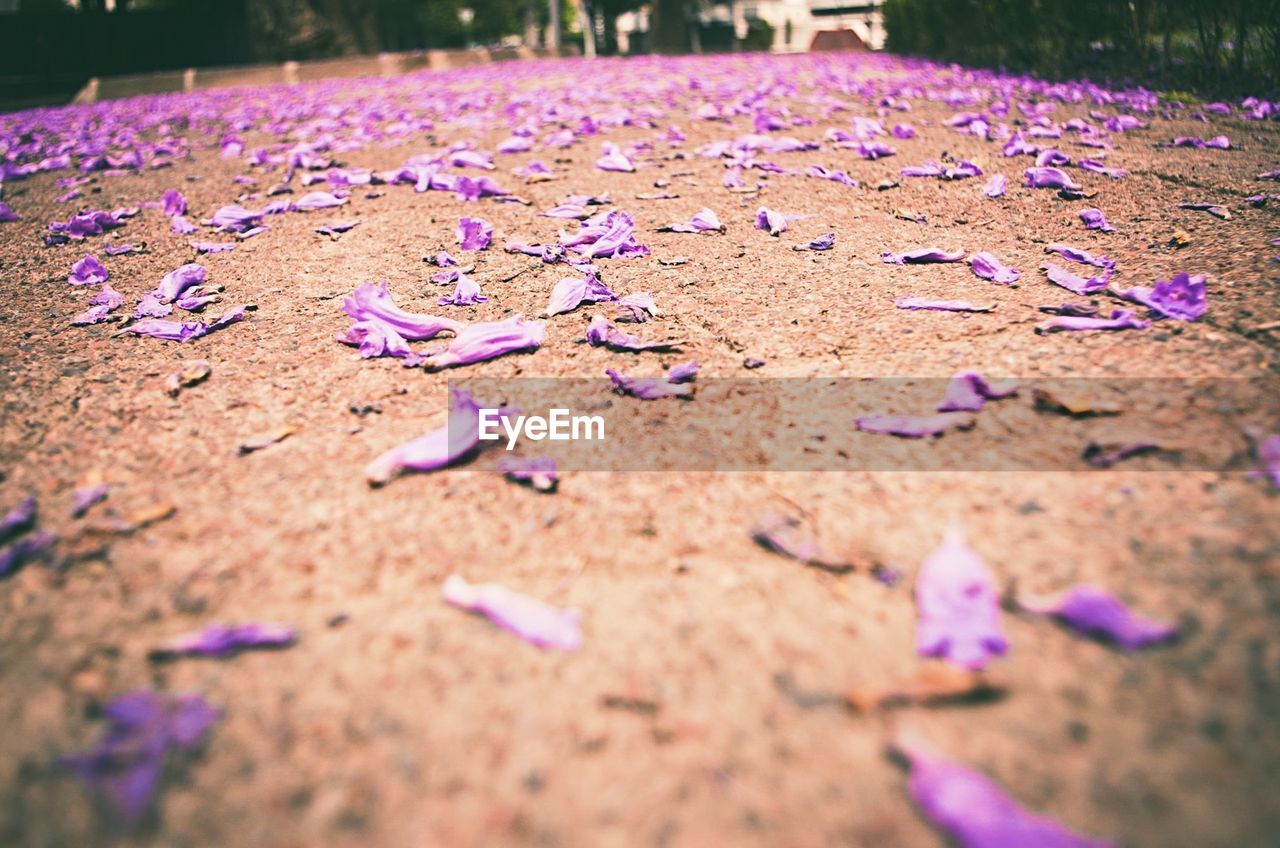 Purple flower heads lying on concrete