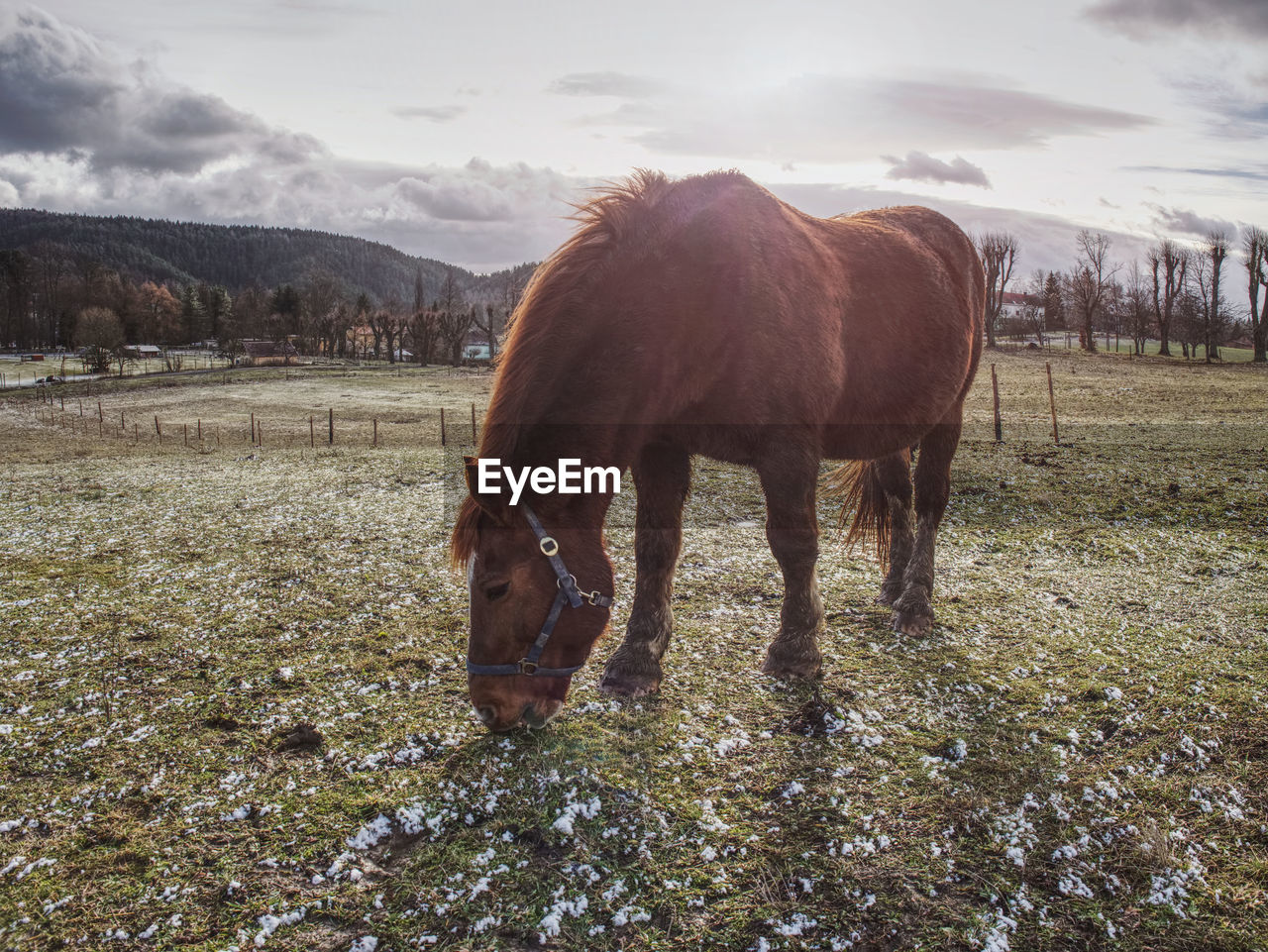 Light dark brown horse eat reest of grass or hay in muddy meadow, autumnal cloudy day