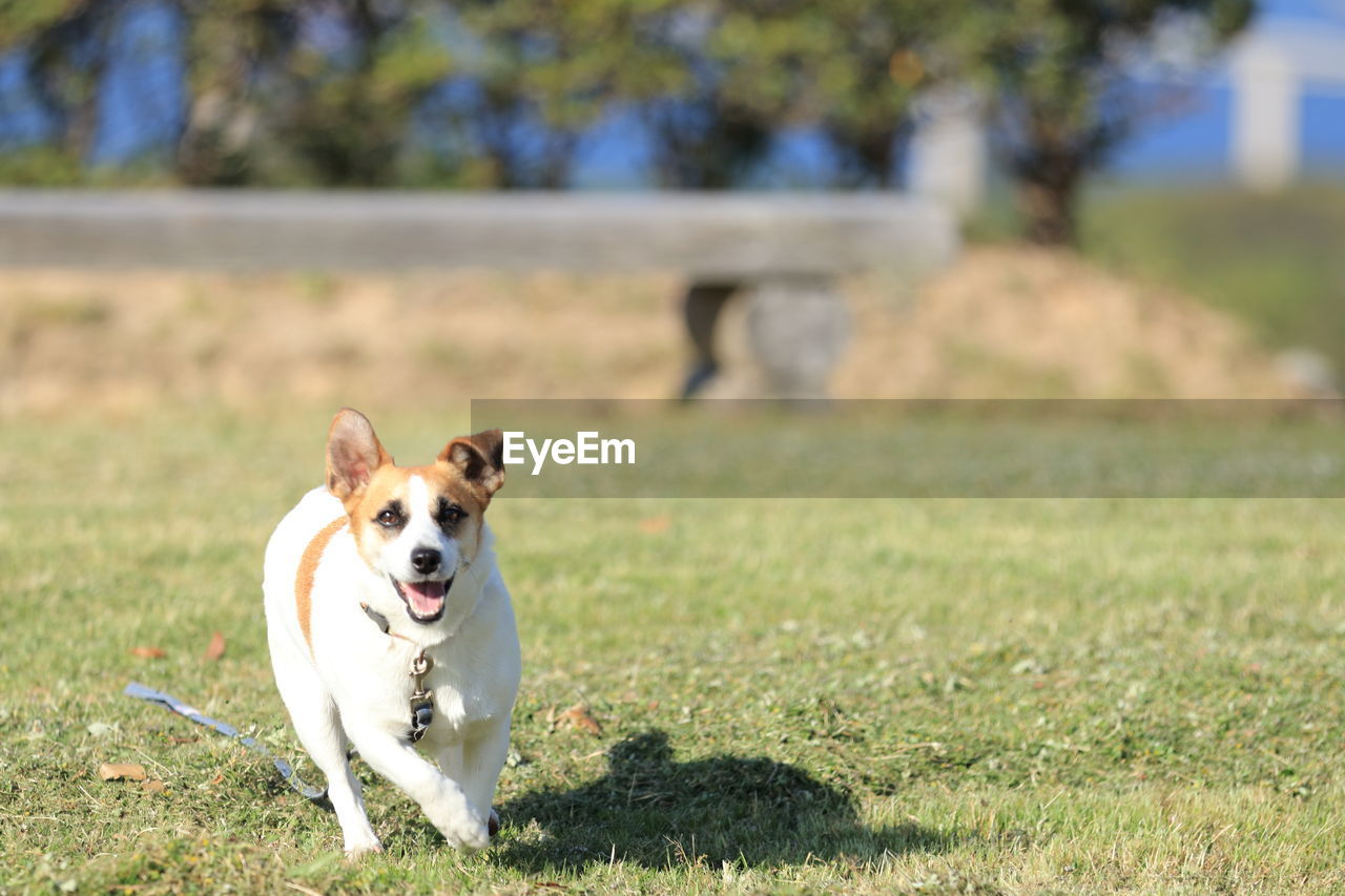 Dog running in field