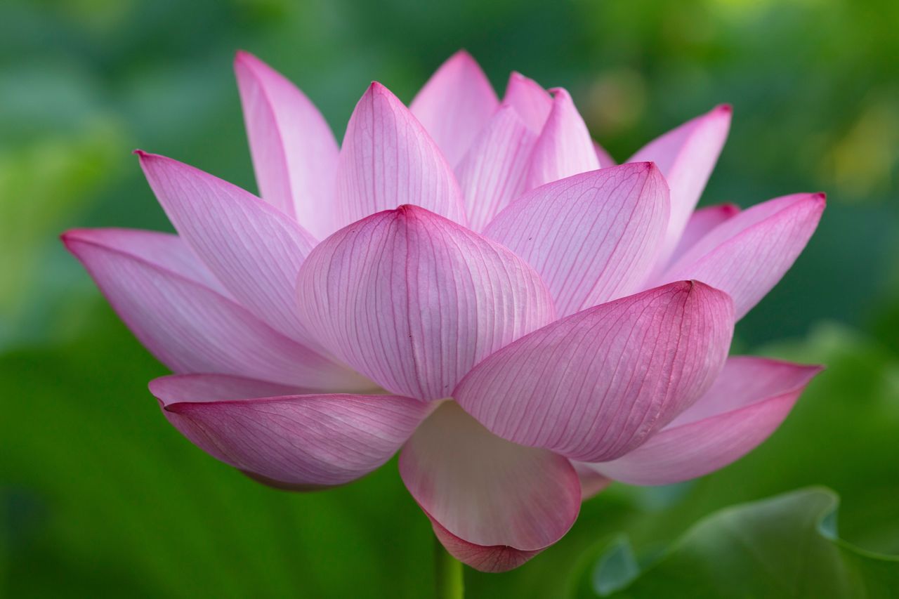 Close-up of pink lotus water lily