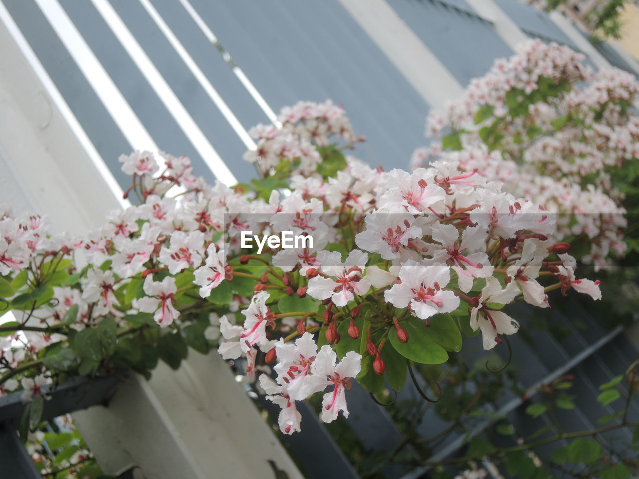plant, flower, flowering plant, beauty in nature, freshness, fragility, growth, nature, pink, springtime, blossom, day, outdoors, branch, no people, architecture, close-up, tree, botany, focus on foreground, white, built structure, spring, building exterior, flower head, shrub, inflorescence, petal, cherry blossom