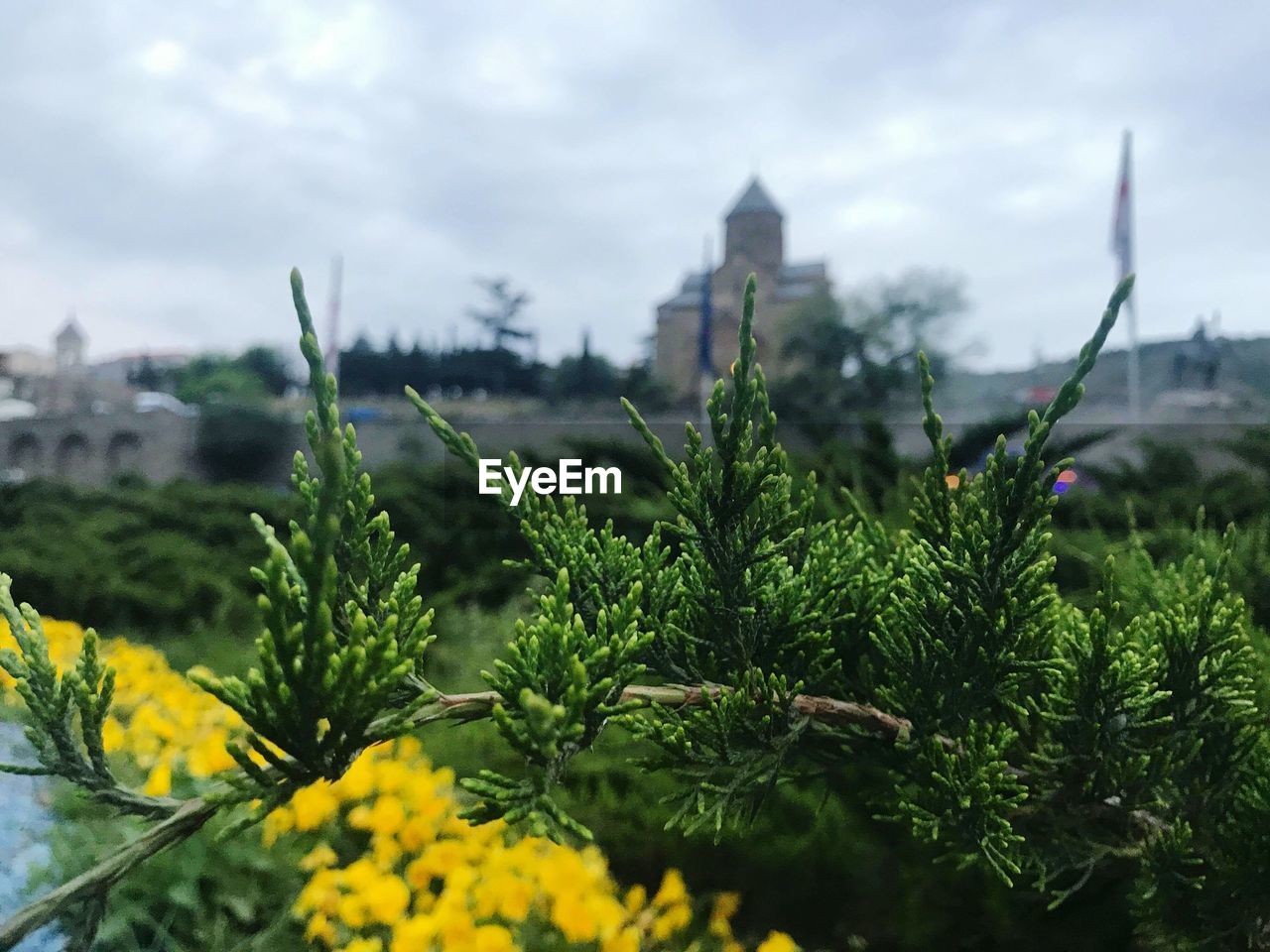 CLOSE-UP OF PLANTS AGAINST SKY