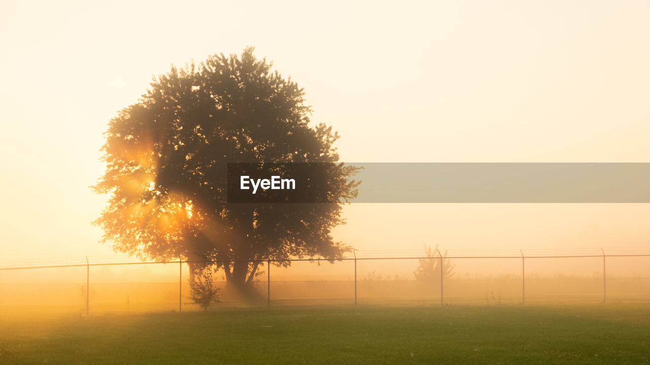 SILHOUETTE TREES ON FIELD DURING SUNSET