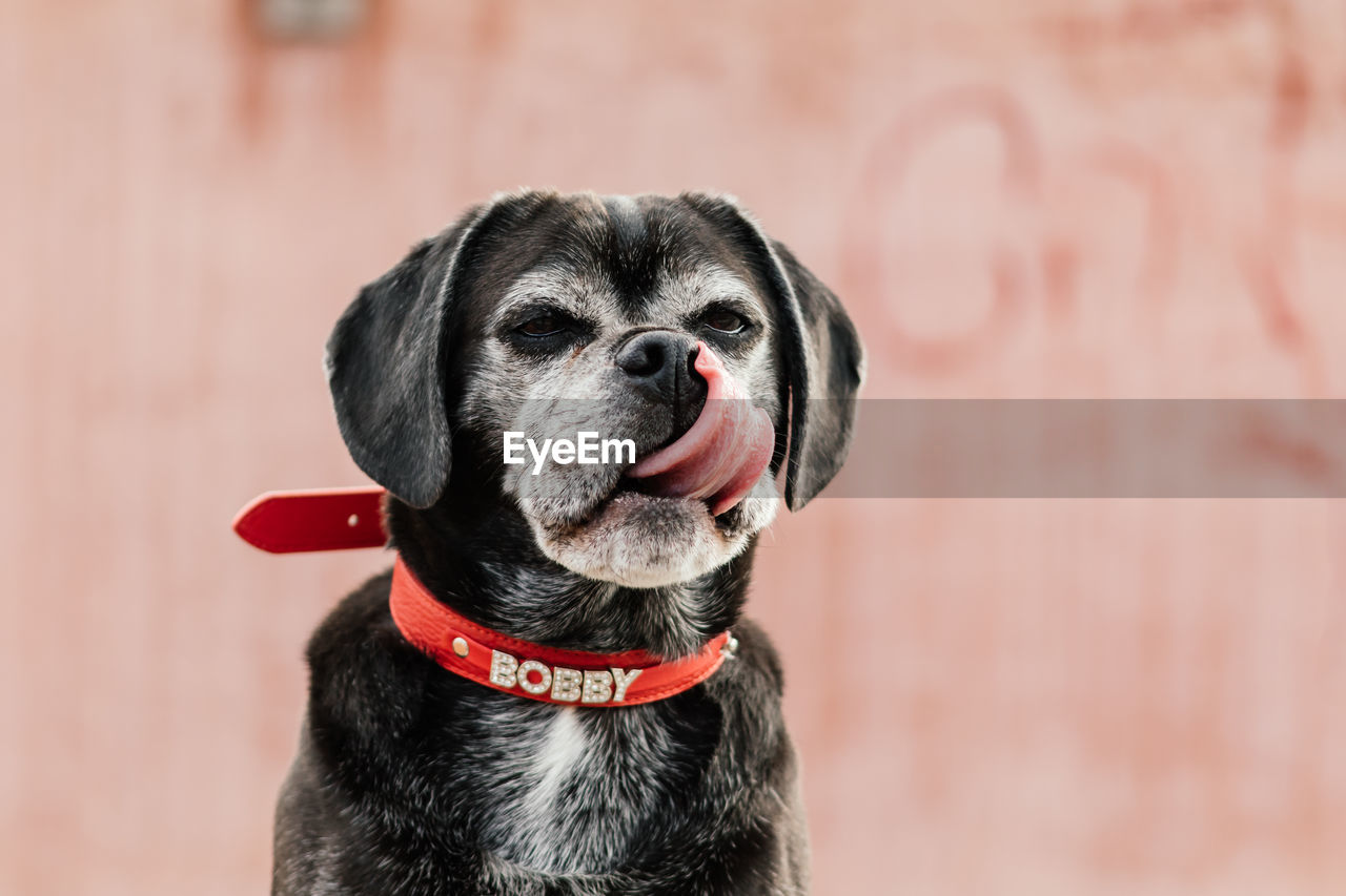 CLOSE-UP PORTRAIT OF DOG AGAINST WALL