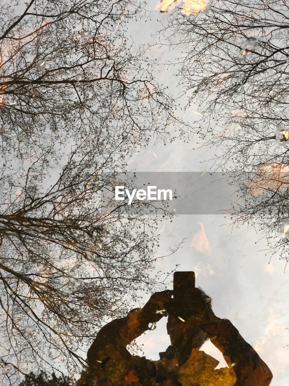 REFLECTION OF TREE IN PUDDLE