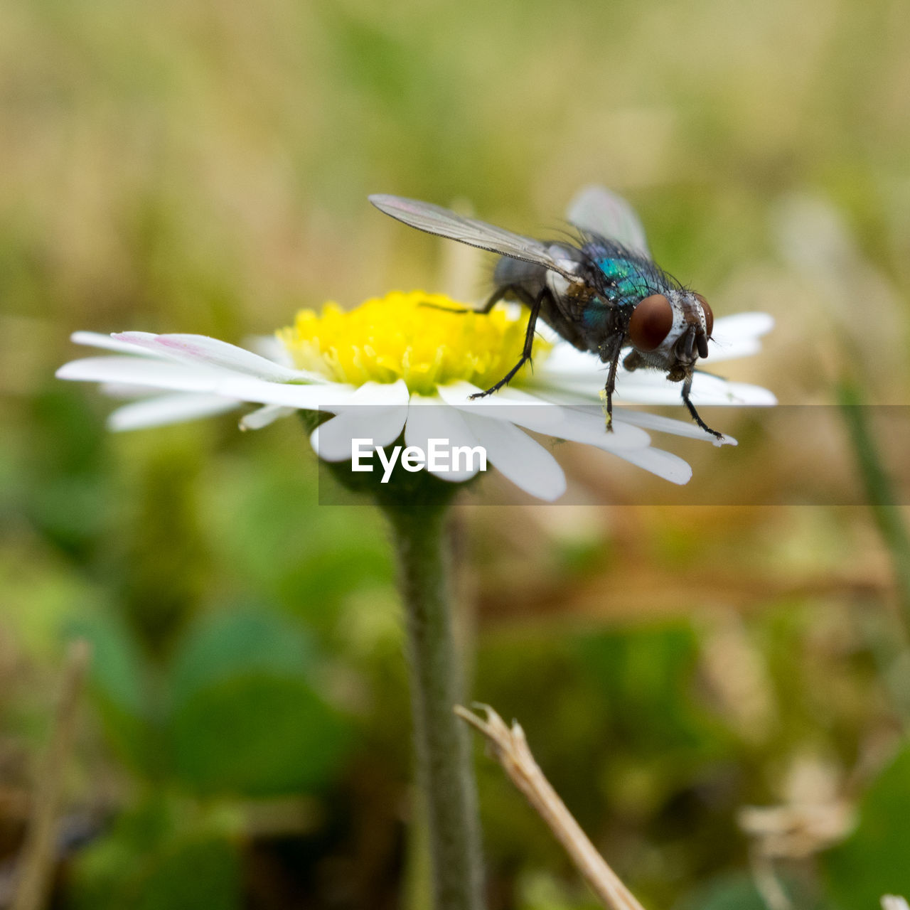 CLOSE-UP OF GRASSHOPPER ON FLOWER