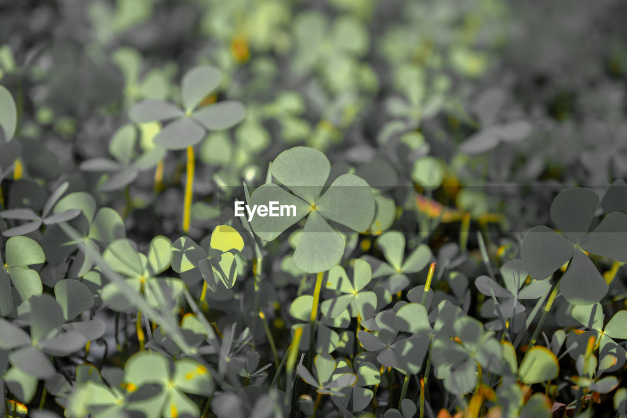 Close-up of green leaves on plant