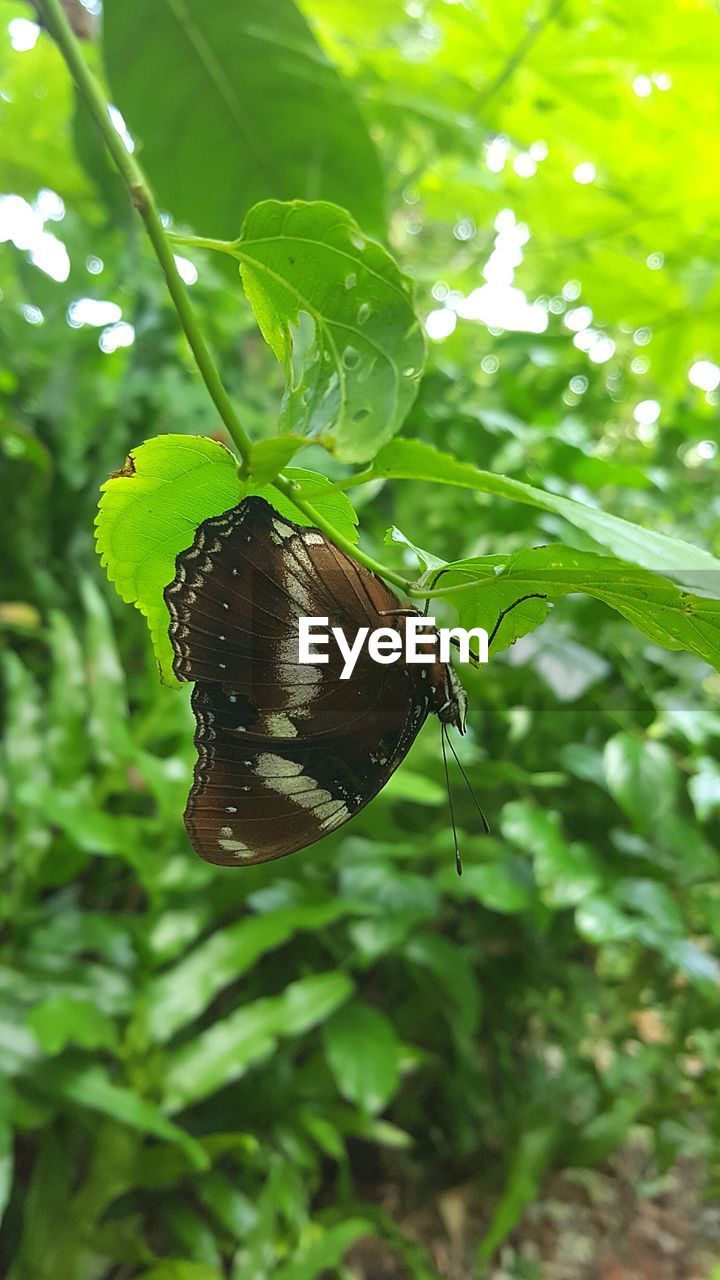 CLOSE-UP OF INSECT ON WEB