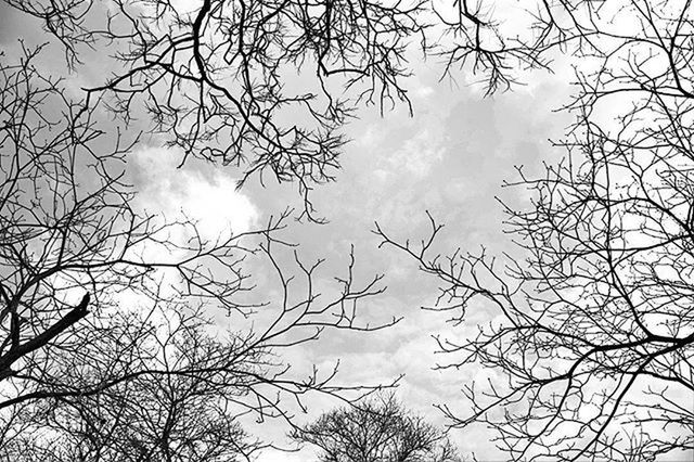 LOW ANGLE VIEW OF BARE TREES AGAINST SKY