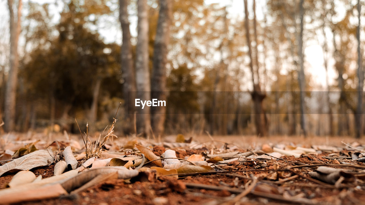 Beautiful autumn landscape with yellow trees and sun. colorful foliage in the park.