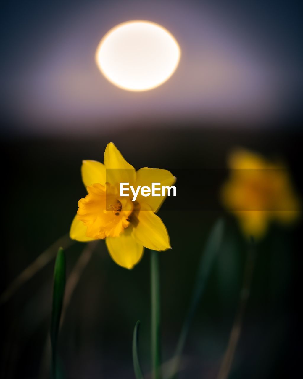 Close-up of yellow flowering plant