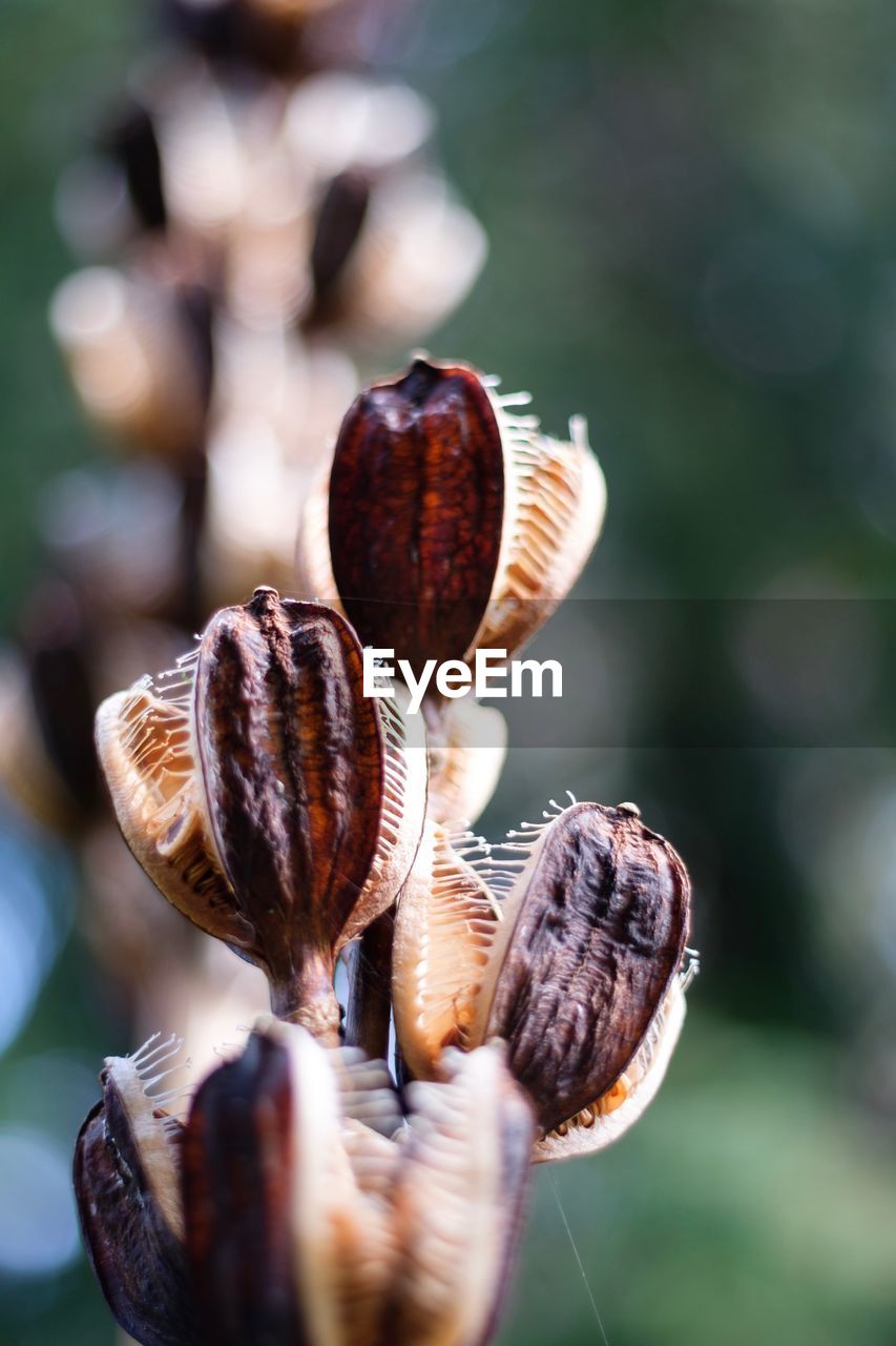 Close-up of a flowering plant