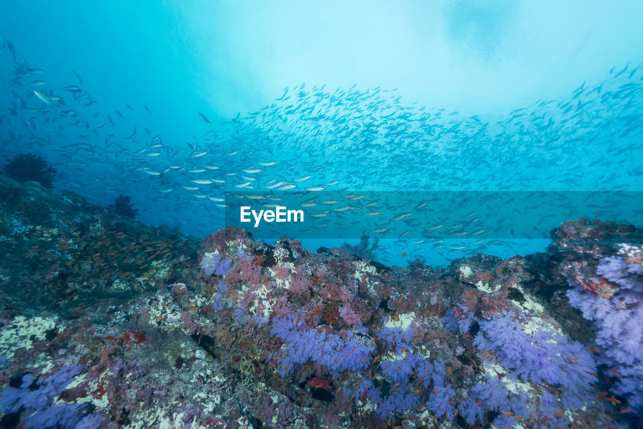 FISH SWIMMING UNDERWATER