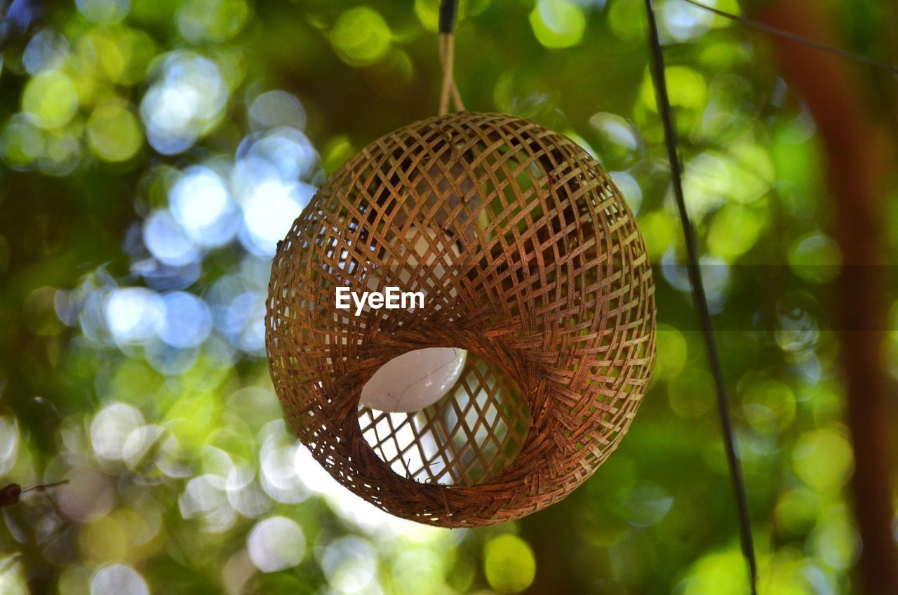 LOW ANGLE VIEW OF PLANTS HANGING FROM TREE