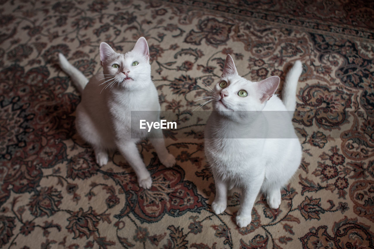 High angle view of cats looking up while sitting on carpet