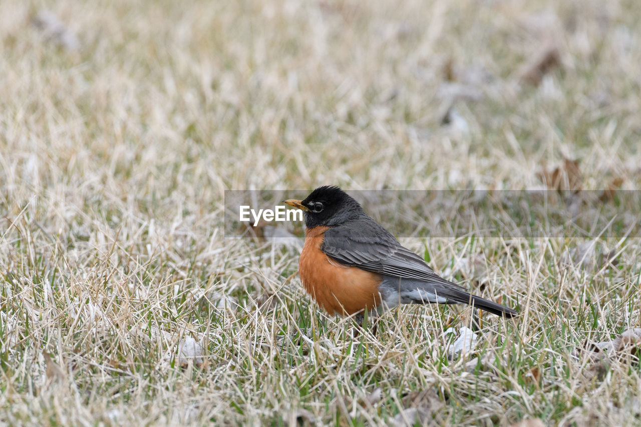 CLOSE-UP OF A BIRD PERCHING ON A FIELD