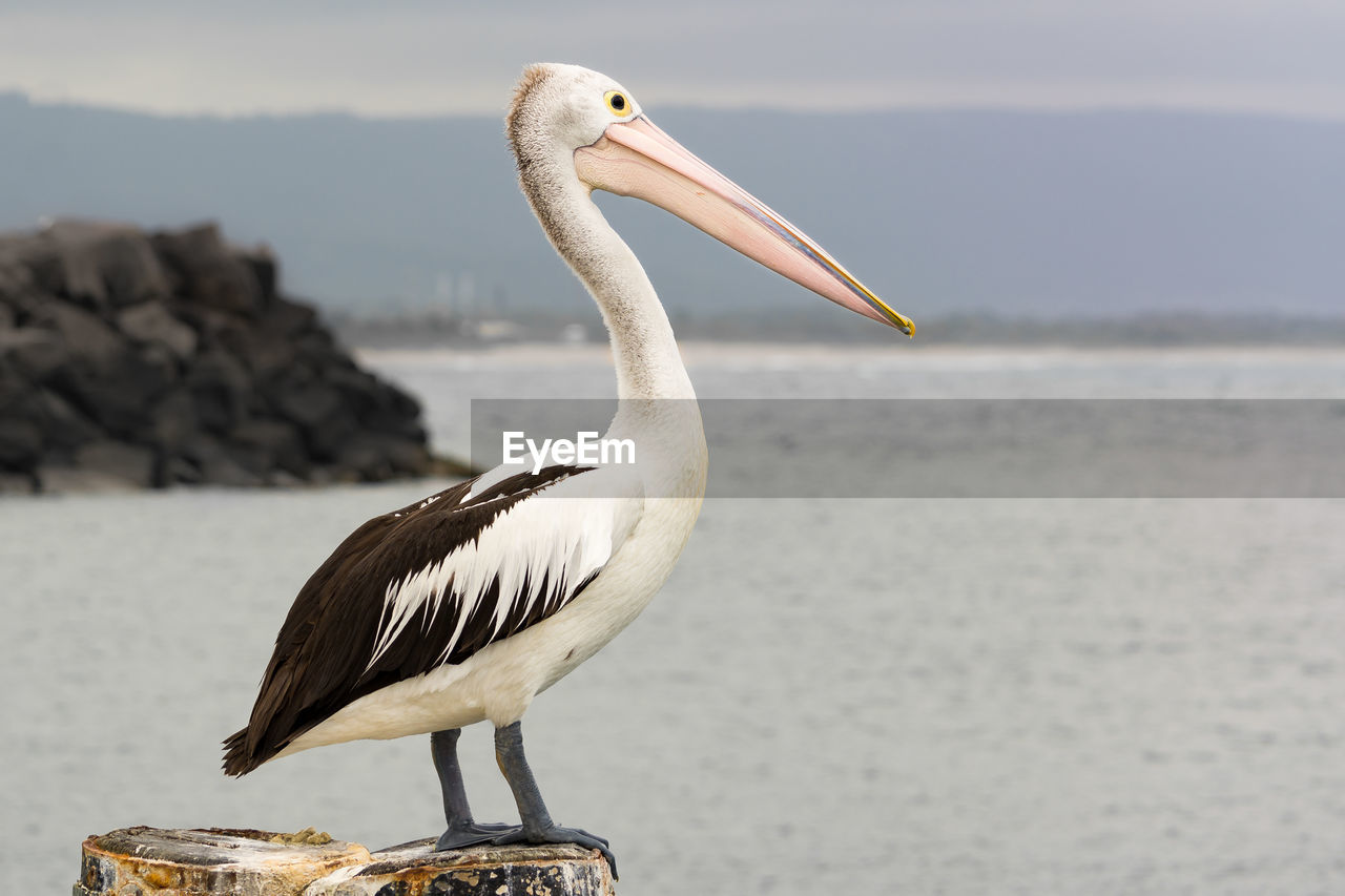 Close-up of bird perching on wooden post over sea