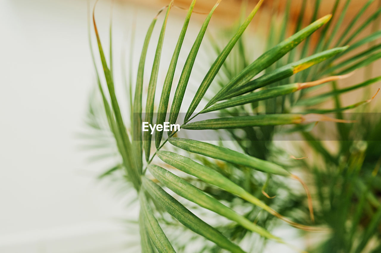 Selective focus huge leaves of a green houseplant. growing flowers and landscaping your home space