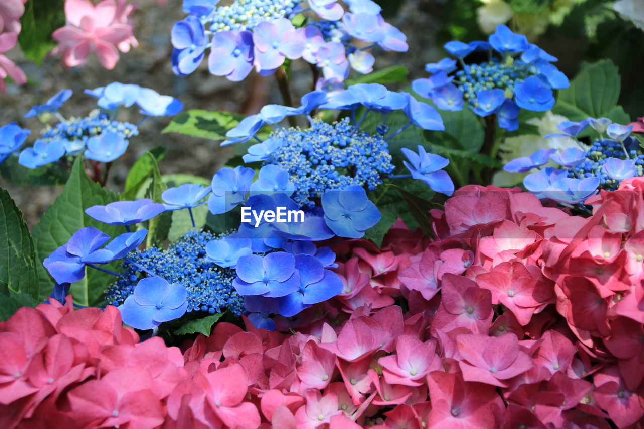 CLOSE-UP OF PURPLE FLOWERING PLANT