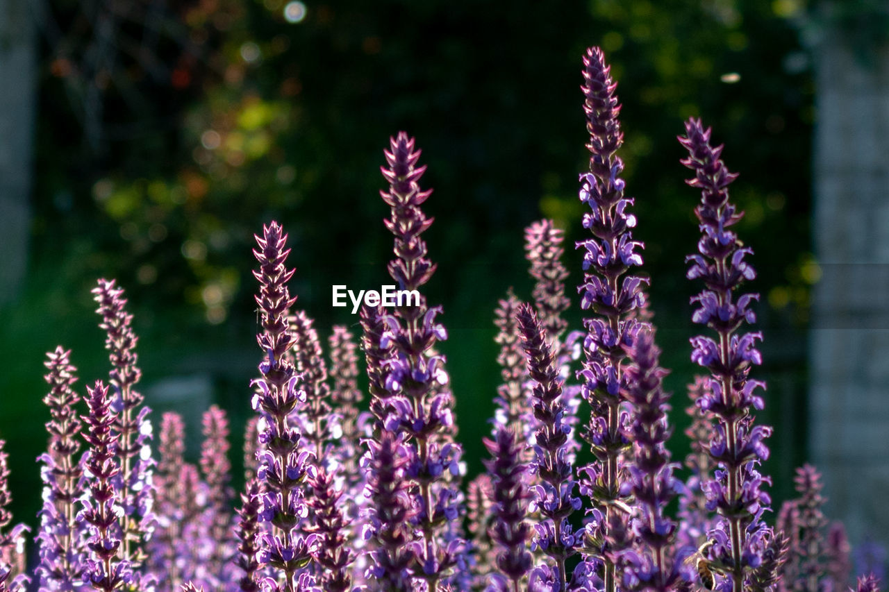 Close-up of purple flowering sage, salvia officinalis