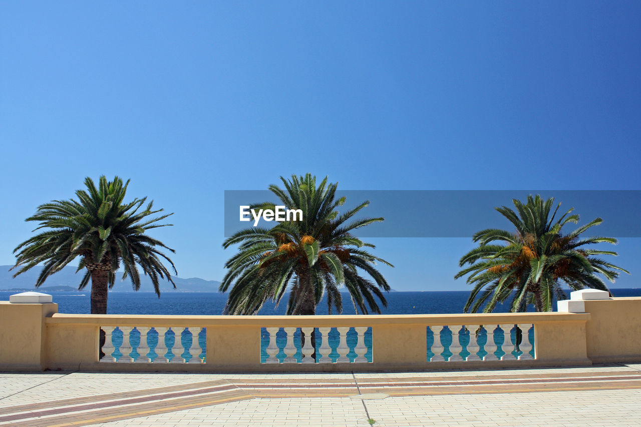 Palm trees  on a promenade against clear blue sky on corsica