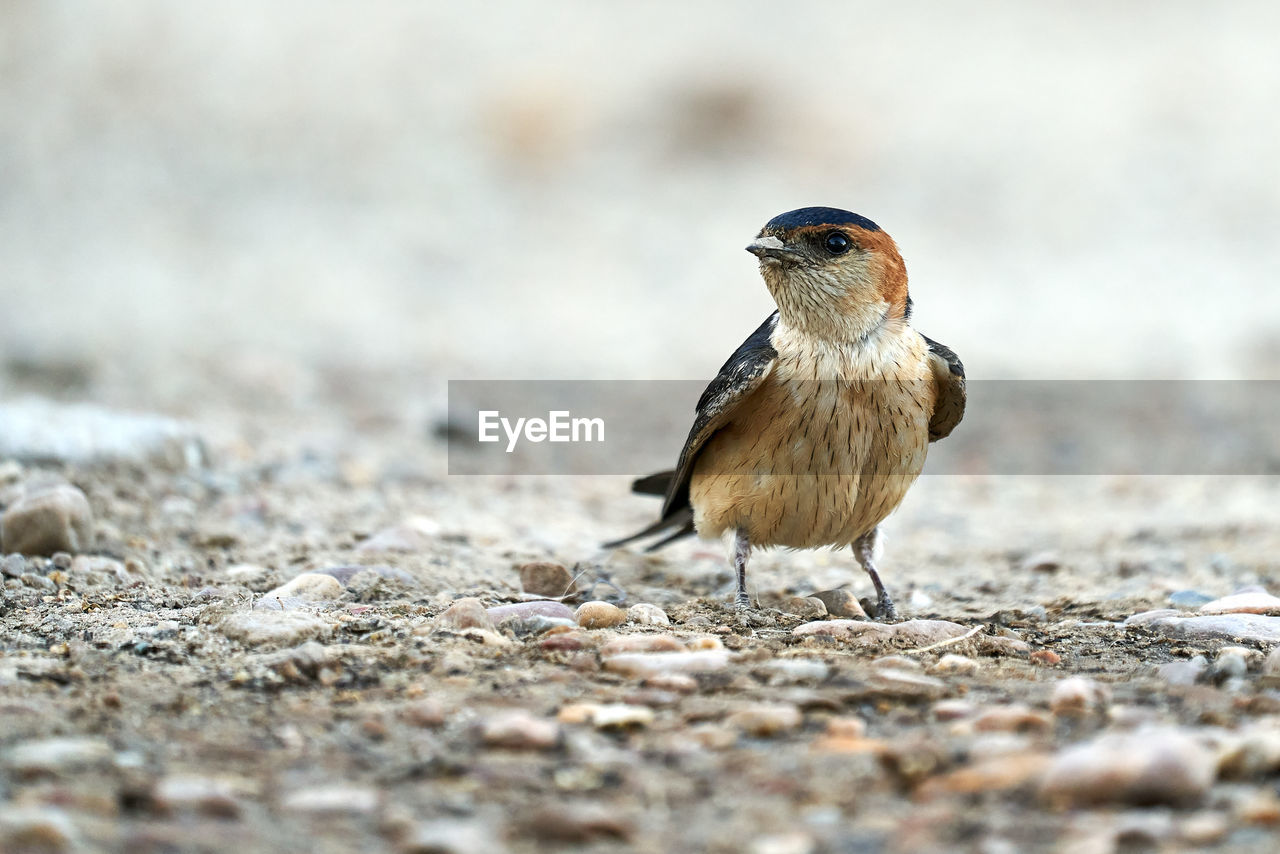 CLOSE-UP OF BIRD PERCHING ON LAND