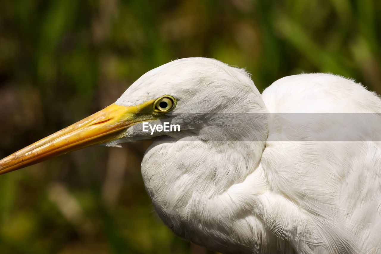 Close-up of intermediate egret