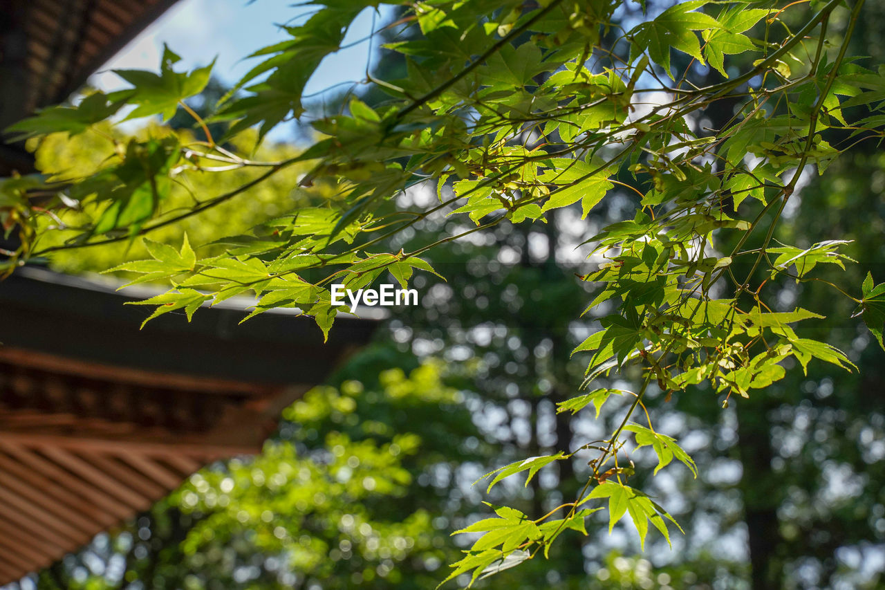 LOW ANGLE VIEW OF LEAVES ON PLANT