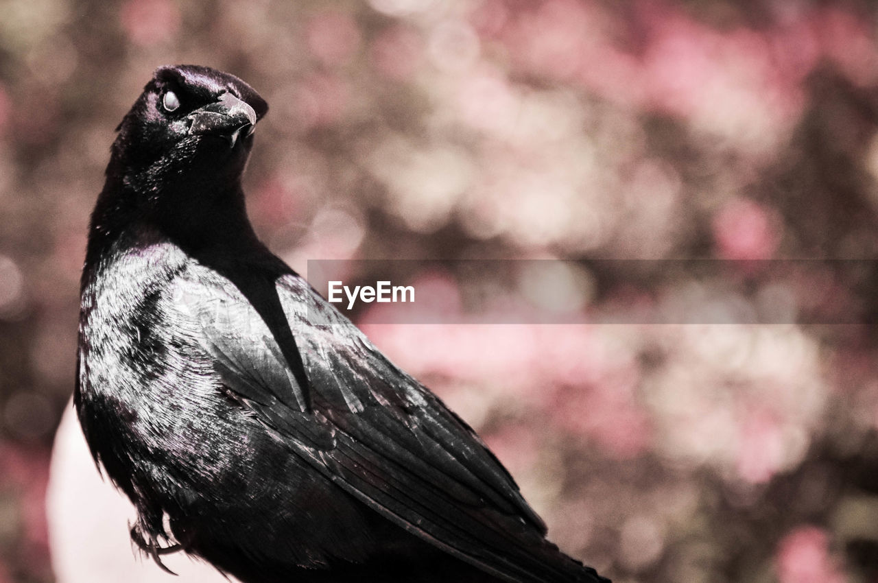 Close-up of crow perching outdoors