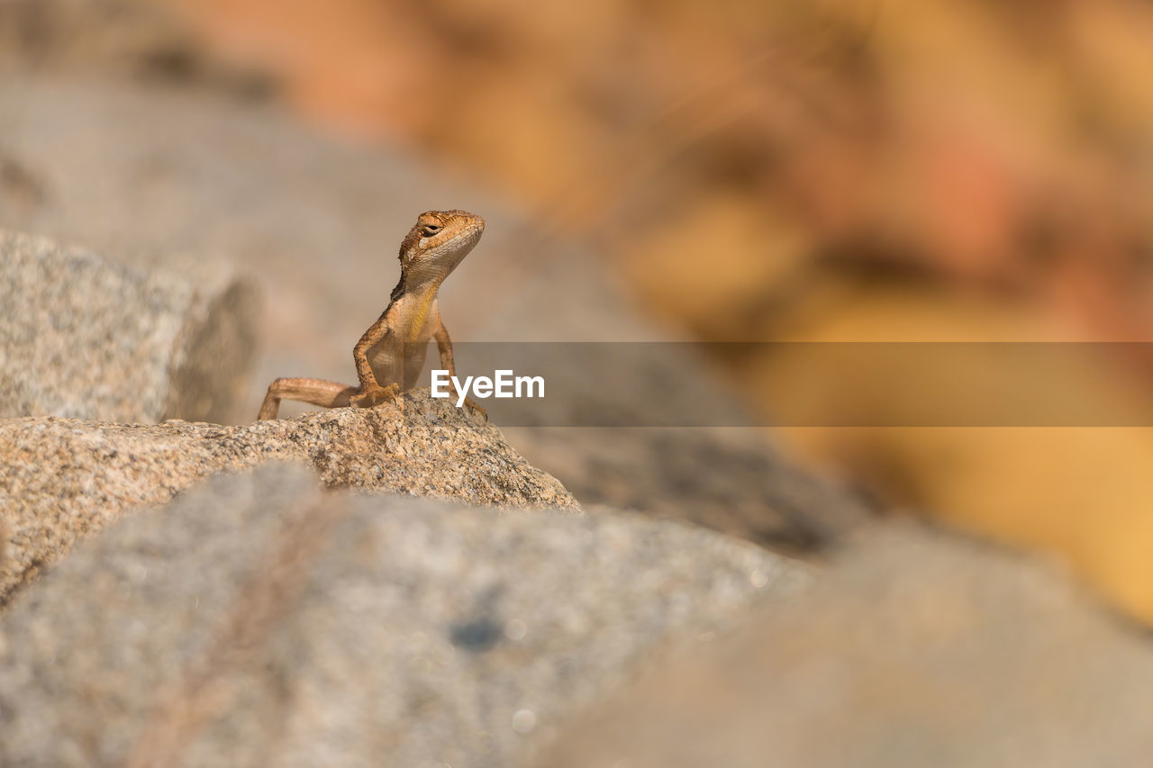 Close-up of lizard on rock