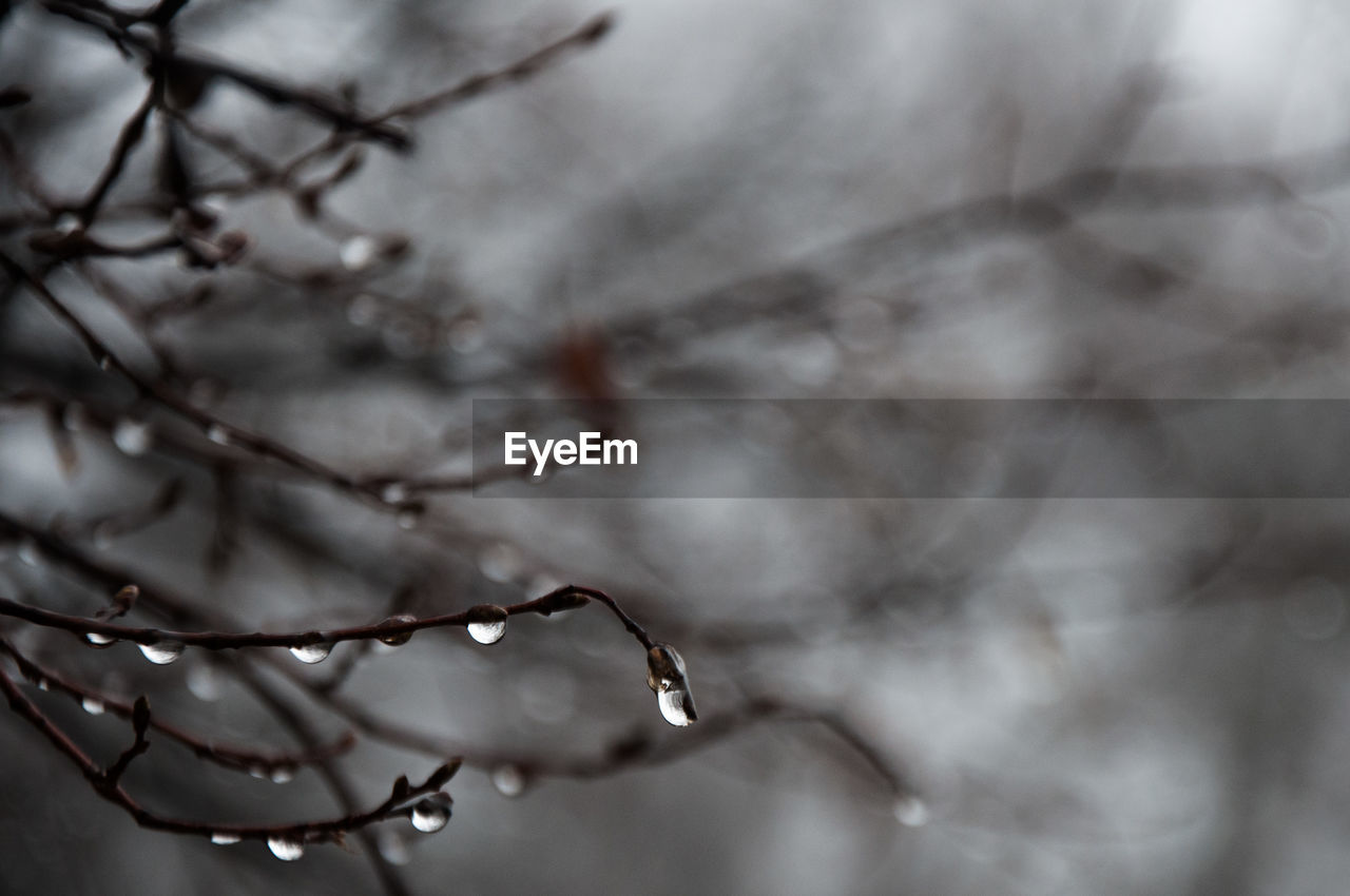 Close-up of raindrops on twig